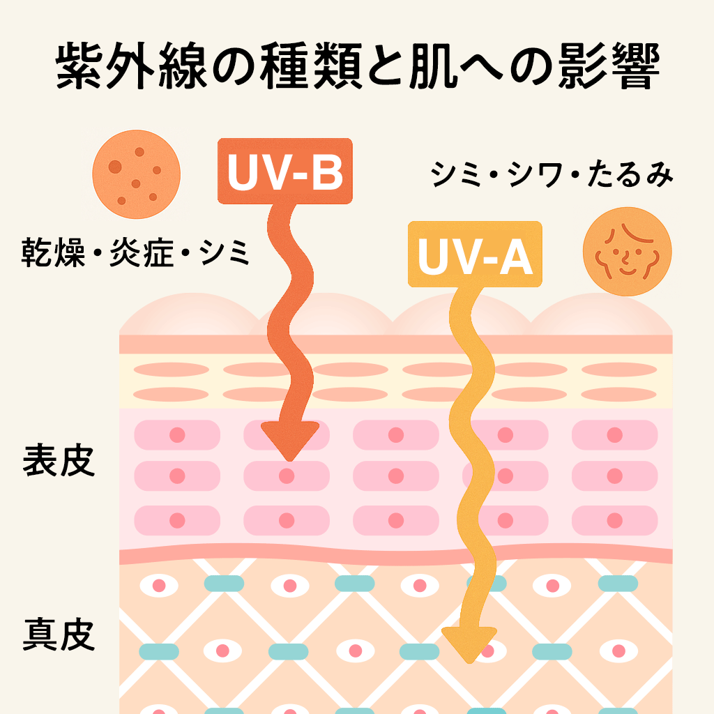 紫外線の種類と肌への影響